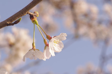 散歩道の桜(2018年春)