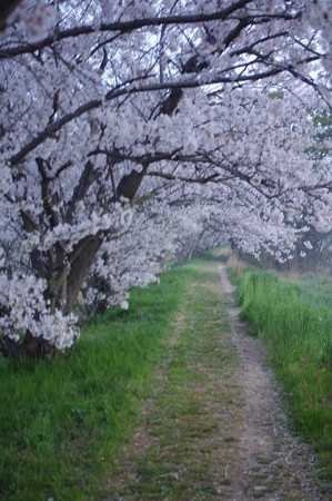 朝の散歩道の桜（2018年）