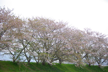 散歩道の葉桜（2018年）