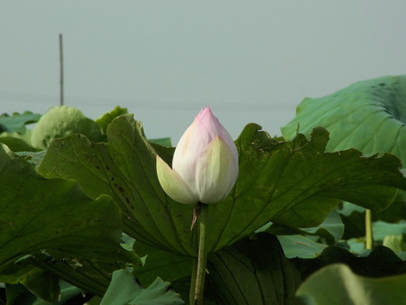 レンコン田のハスの花（２０１８）