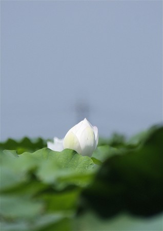 蓮根田のハスの花（２０１８）