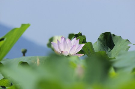 蓮根田のハスの花（２０１８）