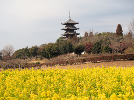 菜の花と備中国分寺五重塔