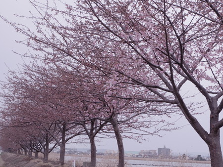 咲き始めた河津桜（2019阿部池）