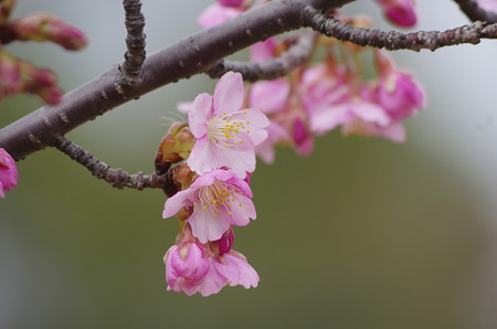 咲き始めた河津桜（2019阿部池）