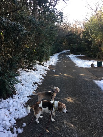 雪がまだまだ残る寒いマリうみ山です