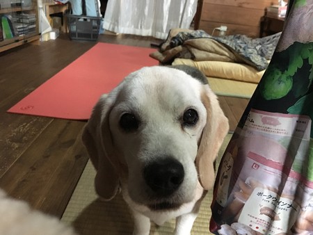 本当に本当に世界で一番可愛いビーグルさん