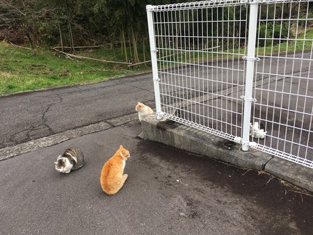 今日のにゃんこ(達)