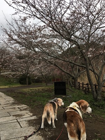 染井吉野が咲いてきたよ!