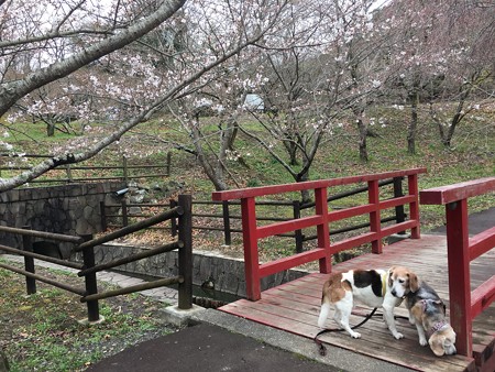 赤い橋と桜とマリうみ、いいね!