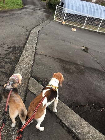 マリうみと猫(にゃんこビクともせず)