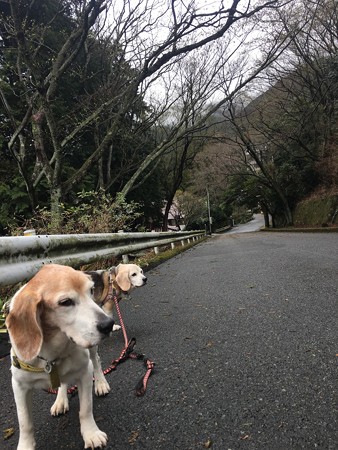 今日は元気良く散歩してくれました!