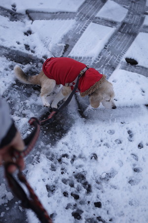 雪の上でおちっこ