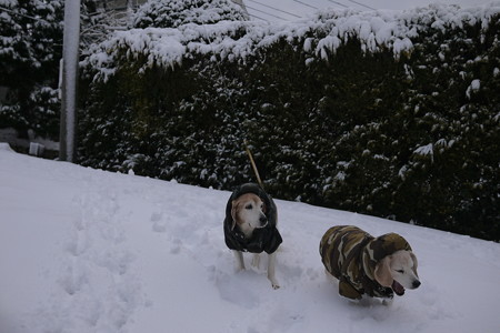 流石に「雪は勘弁」ってな顔になってきたシニアビーグル