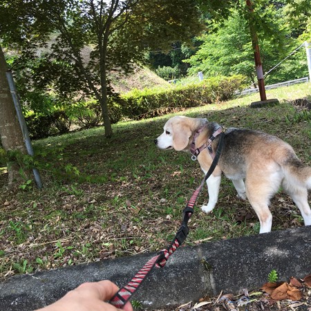 あっちこっとワサワサ