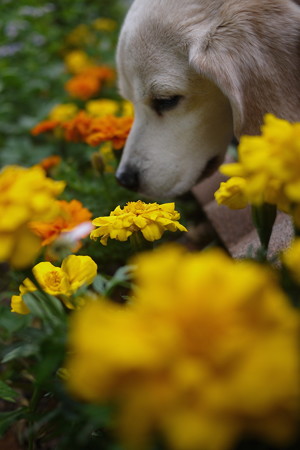 いいね~、色鮮やかなお花だと燃えてくるよ!