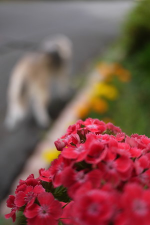 赤いお花とボケボケビーグル