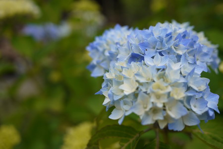 我が家の紫陽花もじわじわ咲いてきました
