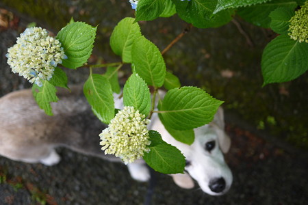 紫陽花帽子を狙ったけど失敗