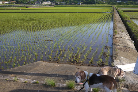 田んぼも苗が大きくなってきて緑色の面積が増えてきました