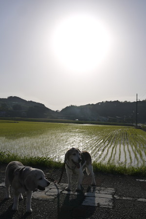 太陽の光がピカーっとしていて綺麗だったけど、それを表現するのが難しいね