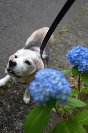 ふにぃ~といったこの表情可愛いワン