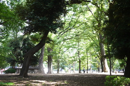 上野公園は大木がいっぱい