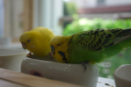 可愛いな~昔飼ってたよ
