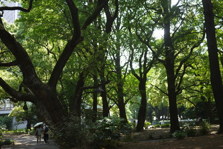日比谷公園も大木がいっぱい
