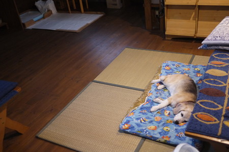 今、あたちの特等席でちゅ、グー