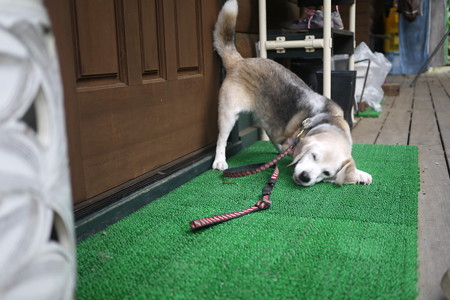 あーもーお耳にもっ、いやっ