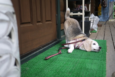 すりすりすりーーーっ