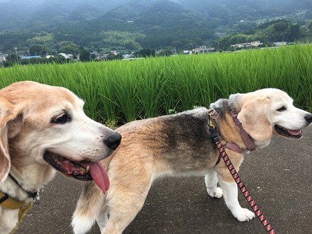 稲も大きくなってきました