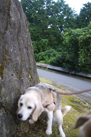 ちっちちぅ(ご本犬の希望で少しボケボケにしました・笑)