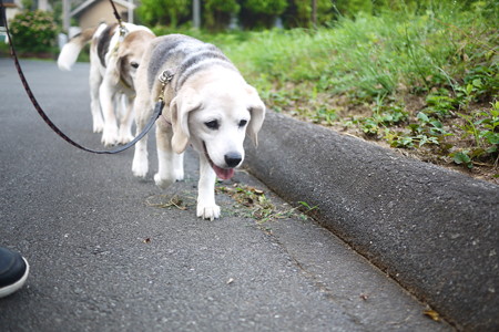 あたちについて来てくだちゃいね!