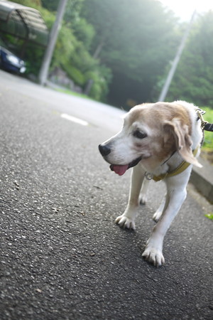 はあ、はあ、朝でも暑いよ