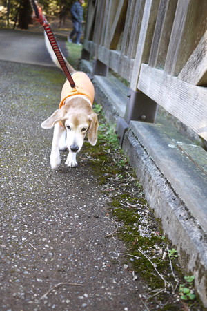 家族で森の公園散歩