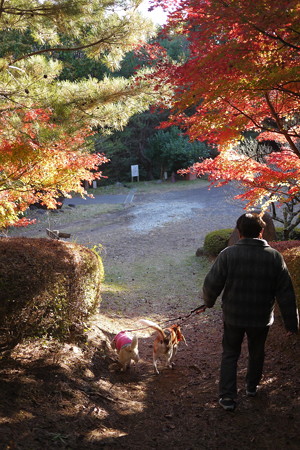 家族で森の公園散歩
