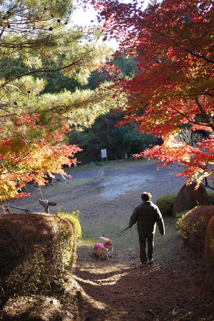 家族で森の公園散歩