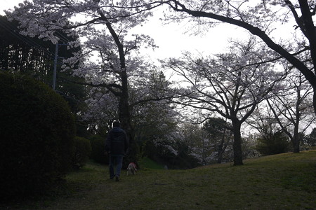 近くの桜公園に来ましたよ