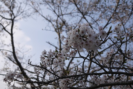桜桜さーくーらぁー!