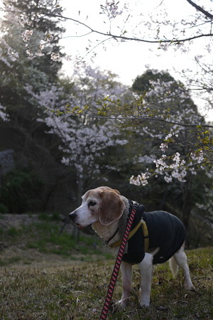 まずはマリンと桜