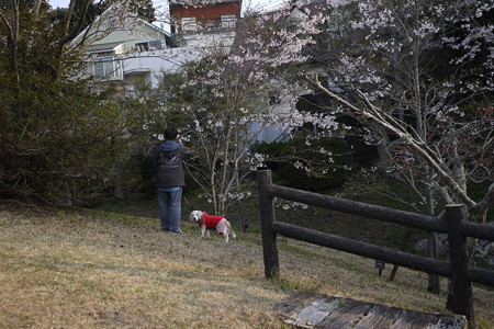 おとーちゃまが写真撮ってばっかりで動いてくれまちぇん