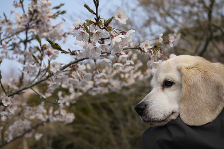 抱っこしてくれたお陰でひゃーーー最高!うみちゃんと桜の最高ショットが撮れました