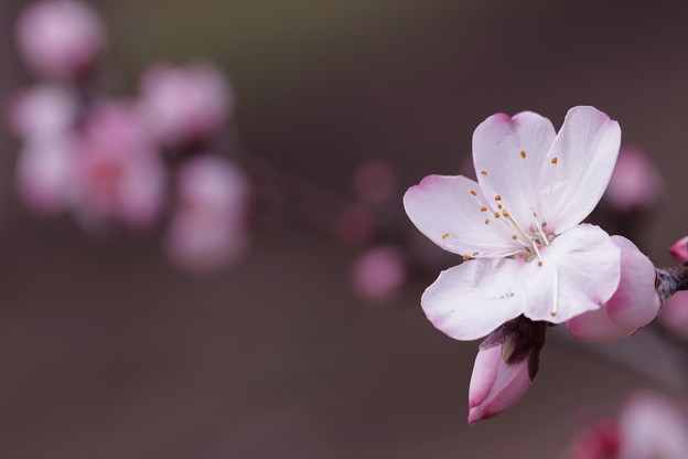 アーモンドの花
