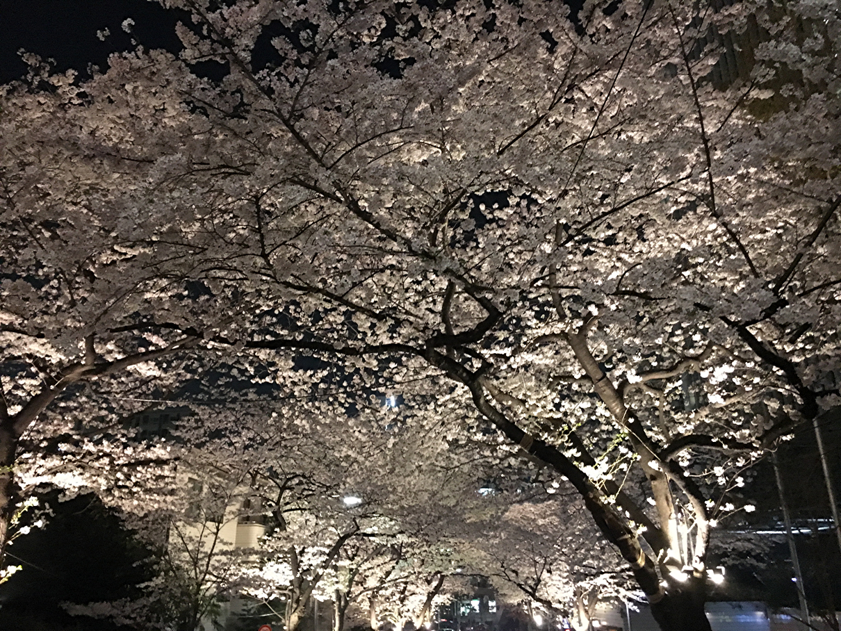 桜