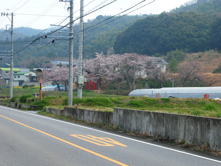 西幡豆
