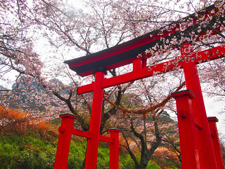 西幡豆