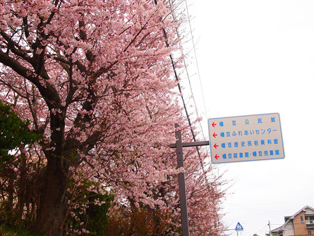 西幡豆
