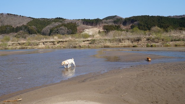 河原のわんこ